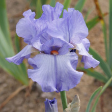 Picture of Iris Bearded Triumphant (31212)