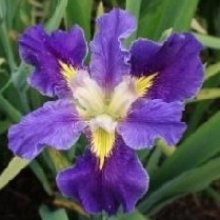 Picture of Iris Beautiful Bethany (30748)