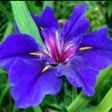 Picture of Iris Blue Shield (30445)