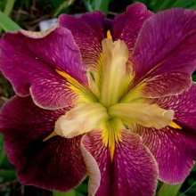 Picture of Iris Festivals Arcadian (30750)