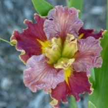 Picture of Iris Happy Together (30751)