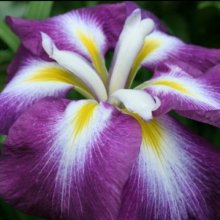 Iris Higo Inspiration Picture of Iris Higo Inspiration (10010)