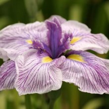 Iris Higo Picture of Iris Higo (10007)