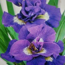 Iris Kaboom Picture of Iris Kaboom (10749)