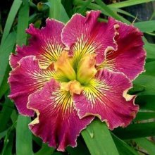 Iris Susannah Fullerton Picture of Iris Susannah Fullerton (10760)