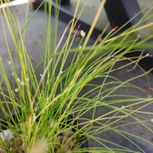 Isolepis Cernus Picture of Isolepis Cernus (2746)