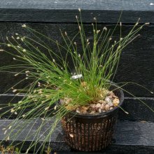 Isolepis sepulcralis Picture of Isolepis sepulcralis (29331)