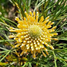 Isopogon Anethifolius Picture of Isopogon Anethifolius (29867)