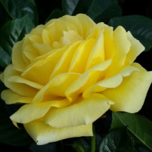 Ivey Hall Std 80cm-Rose Picture of Ivey Hall Std 80cm-Rose (6319)
