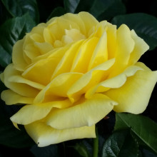 Ivey Hall-Rose Picture of Ivey Hall-Rose (6313)