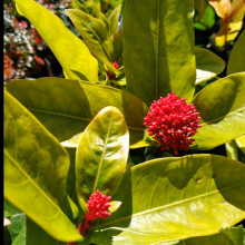 Ixora Coccinea Picture of Ixora Coccinea (31215)