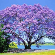Jacaranda Mimosifolia Picture of Jacaranda Mimosifolia (1)