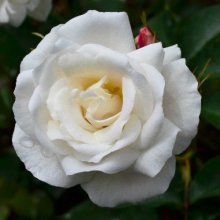 Jack Frost Std 80cm-Rose Picture of Jack Frost Std 80cm-Rose (11261)