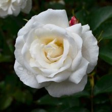 Jack Frost-Rose Picture of Jack Frost-Rose (10831)