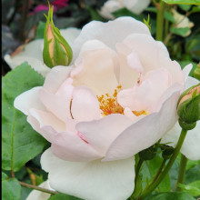 Jacqueline du Pre-Rose Picture of Jacqueline du Pre-Rose (2752)