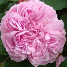 Picture of Jacques Cartier-Rose (2754)