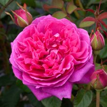 James L Austin Std 80cm-Rose Picture of James L Austin Std 80cm-Rose (30191)