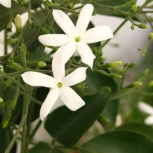 Jasminum Azoricum Picture of Jasminum Azoricum (8515)