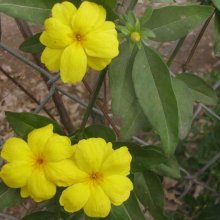 Jasminum Mesnyi Picture of Jasminum Mesnyi (11740)