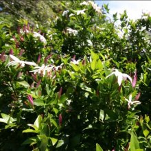 Jasminum Southern Stars Picture of Jasminum Southern Stars (10145)
