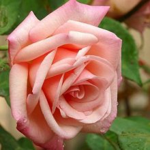 Picture of Jean Ducher-Rose (2757)