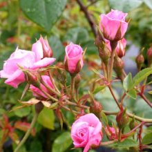 Picture of Jeanne Le Joie Clg-Rose (2759)