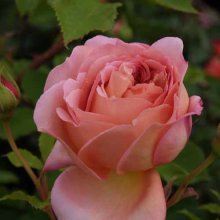 Jubilee Celebration-Rose Picture of Jubilee Celebration-Rose (2771)
