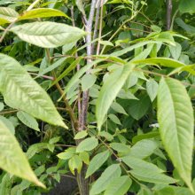 Picture of Juglans Nigra (29447)
