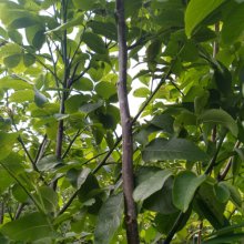 Picture of Juglans Regia (29448)