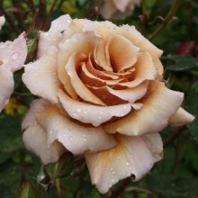 Julias Rose-Rose Picture of Julias Rose-Rose (2773)
