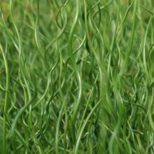 Juncus Effusus Spiralis Picture of Juncus Effusus Spiralis (2778)