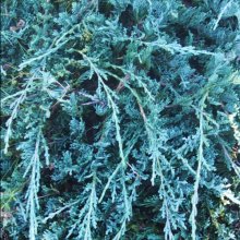 Juniperus Blue Chip Picture of Juniperus Blue Chip (2780)