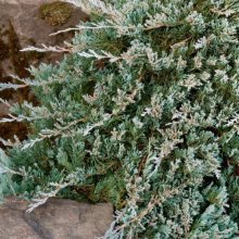 Juniperus Blue Rug Picture of Juniperus Blue Rug (10909)