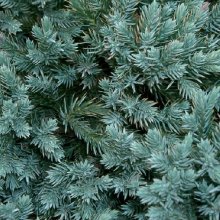 Juniperus Blue Star Picture of Juniperus Blue Star (2789)