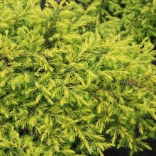 Juniperus Depressa Aurea Picture of Juniperus Depressa Aurea (9925)