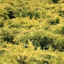 Juniperus Gold Coast Picture of Juniperus Gold Coast (11559)
