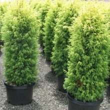 Juniperus Gold Cone Picture of Juniperus Gold Cone (2783)