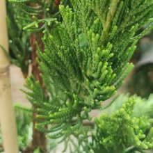 Picture of Juniperus Kaizuka (2782)