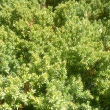 Juniperus Procumbens Nana Picture of Juniperus Procumbens Nana (2788)