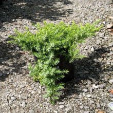 Juniperus Taxifolia Lutchuensis Picture of Juniperus Taxifolia Lutchuensis (2790)