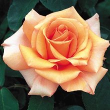 Just Joey Std 80cm-Rose Picture of Just Joey Std 80cm-Rose (2794)