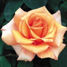 Just Joey-Rose Picture of Just Joey-Rose (2793)
