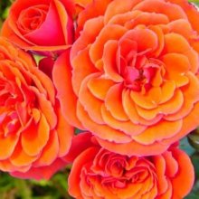 Kaikoura-Rose Picture of Kaikoura-Rose (2795)