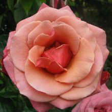 Kaimai Sunset Clg-Rose Picture of Kaimai Sunset Clg-Rose (2797)