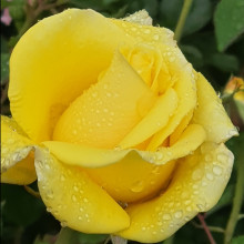 Picture of Kaiteri Gold Clg-Rose (2798)