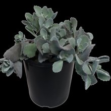 Kalanchoe Pumila Picture of Kalanchoe Pumila (6851)