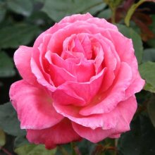 Kate Sheppard-Rose Picture of Kate Sheppard-Rose (2810)