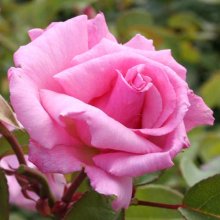 Picture of Kathleen Harrop Clg-Rose (2812)