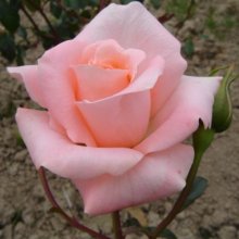 Kia Ora-Rose Picture of Kia Ora-Rose (28598)