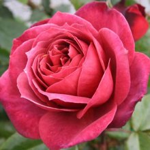 Kiwi Std 80cm-Rose Picture of Kiwi Std 80cm-Rose (2873)
